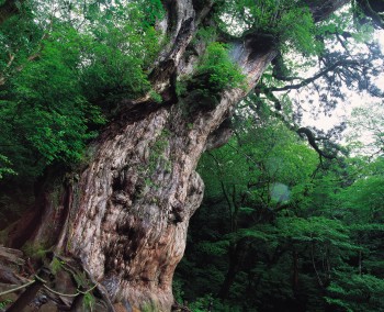 20150930_kagoshima_fig5.jpg