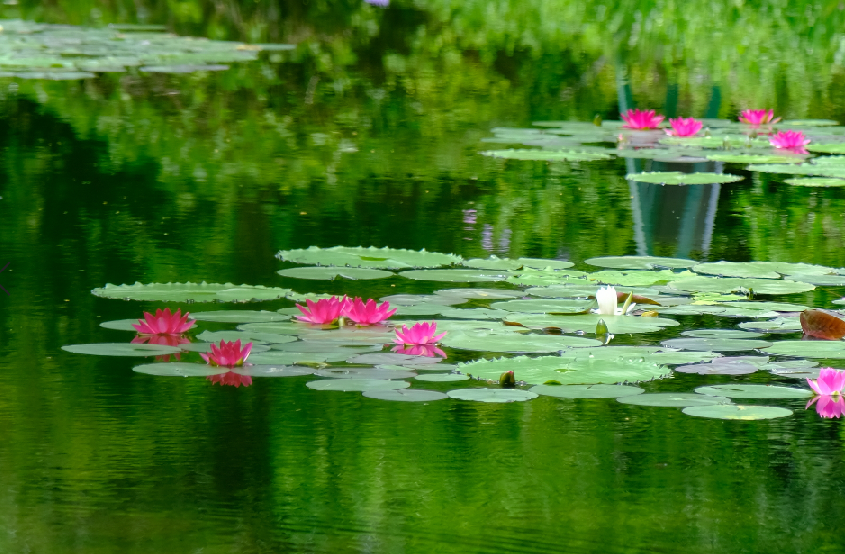 香川_栗林公園.png