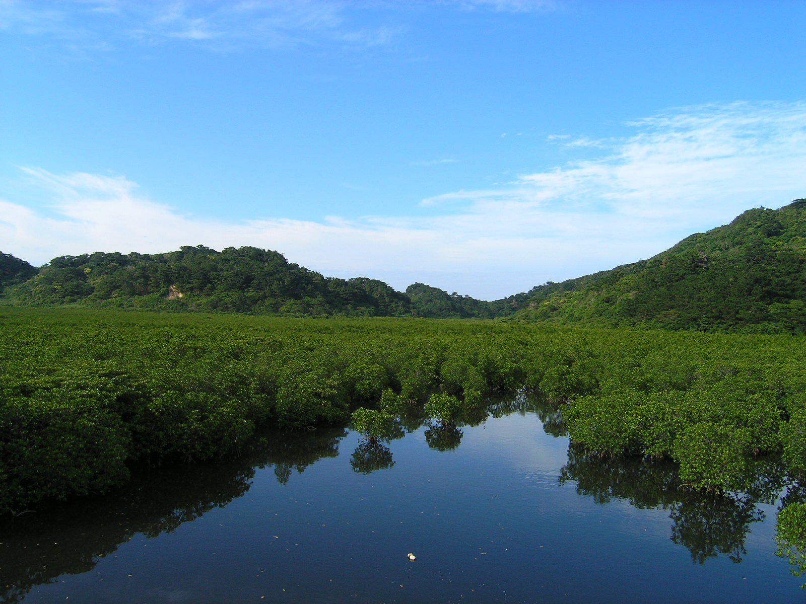 西表島浦内川.JPG