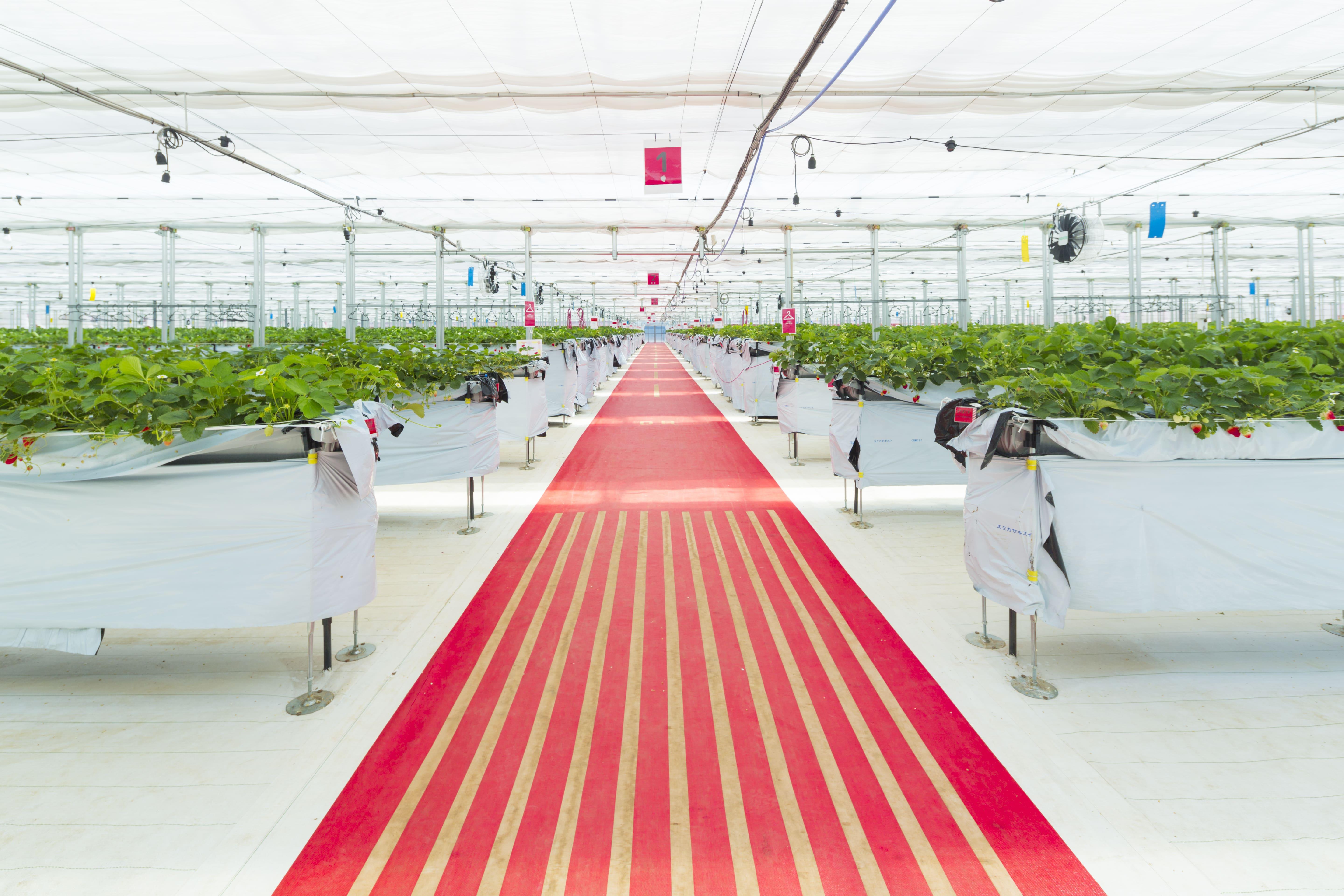 JAL Agriportいちご園.jpg