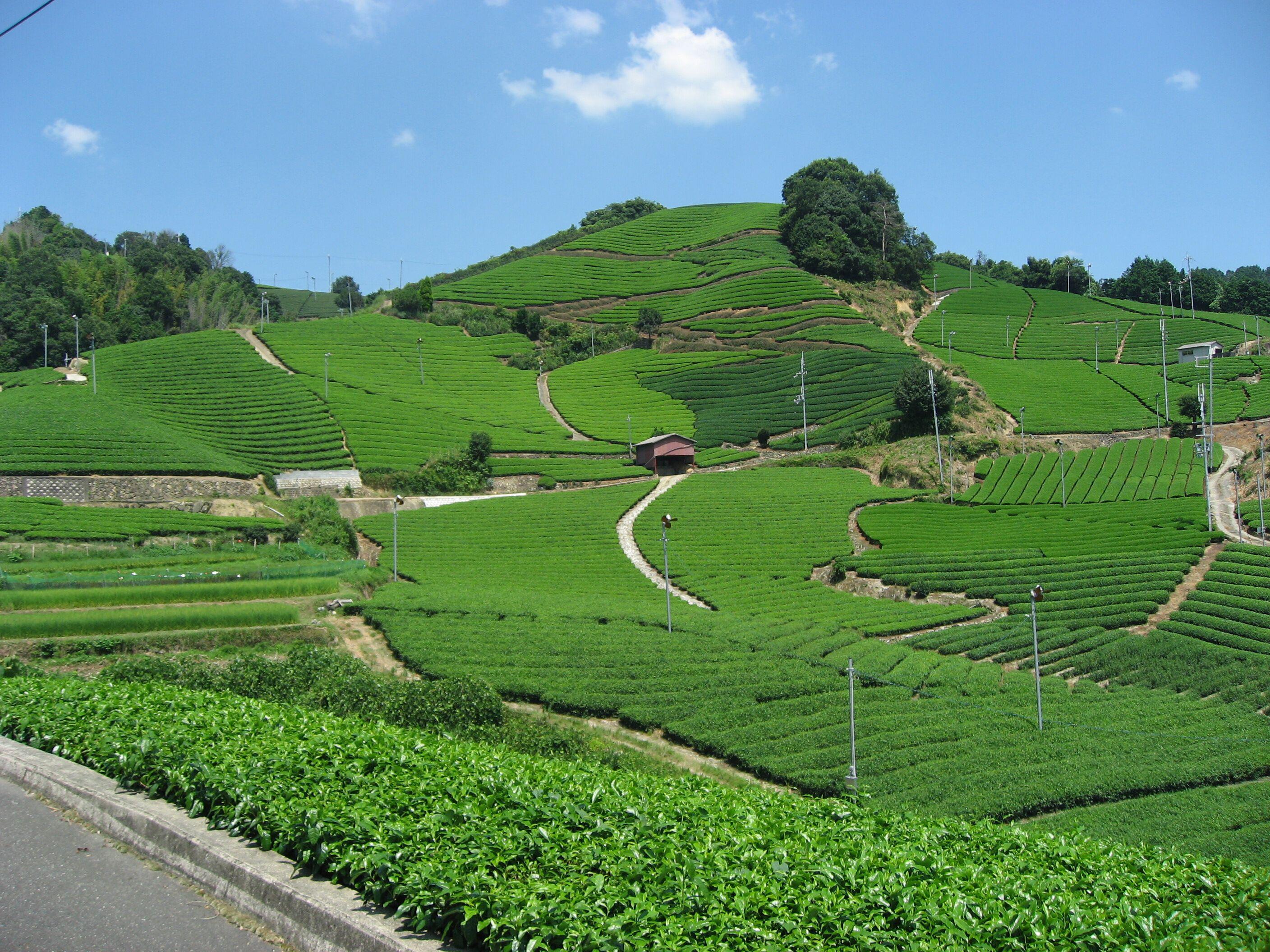 【転送厳禁】石寺の茶畑_クレジット「写真提供：和束町」.jpg